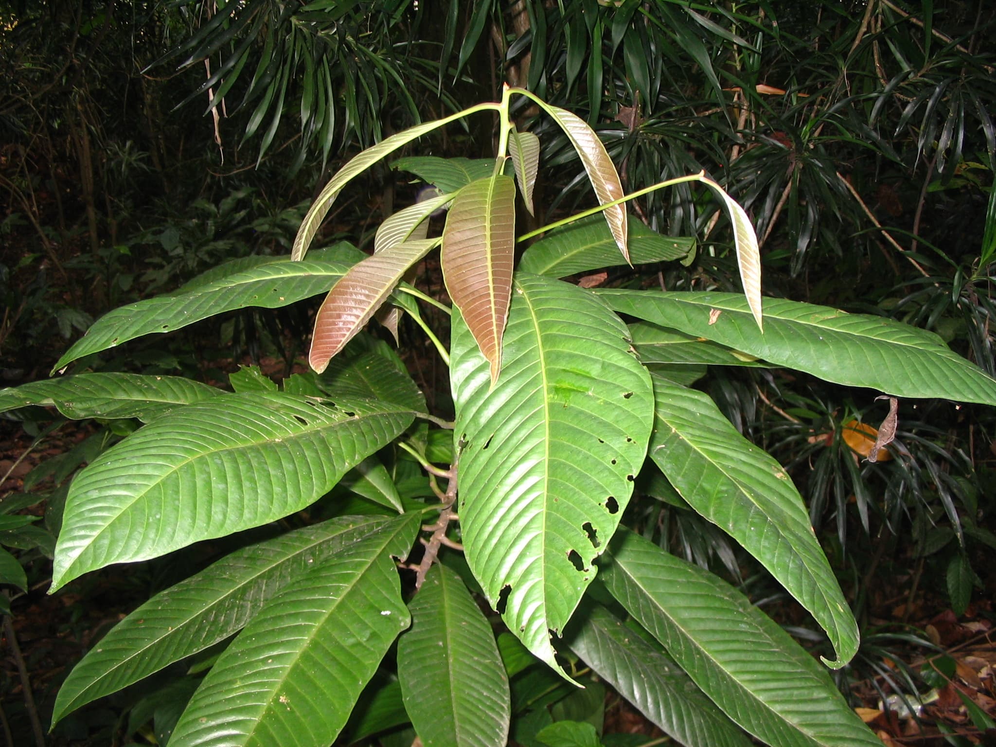 Bumi Cinta's Regenerative Approach to Ironwood Use